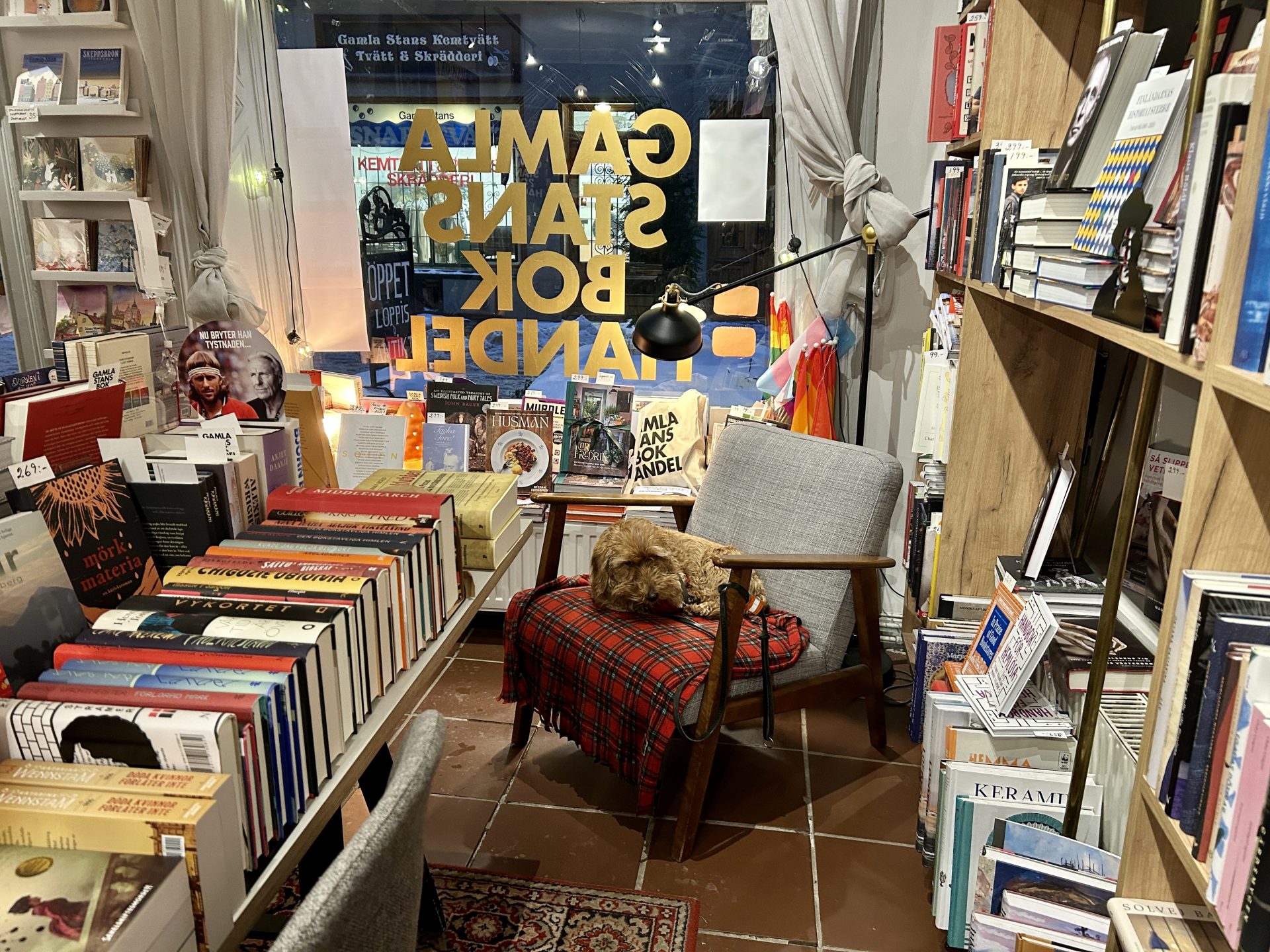 Inside a bookstore with dog surrounded by bookshelves