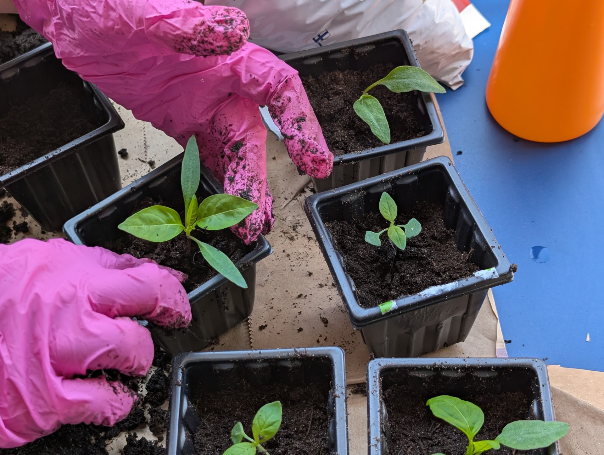 From Seed Tray to Pot: My Complete Potting Up Seedlings Diary