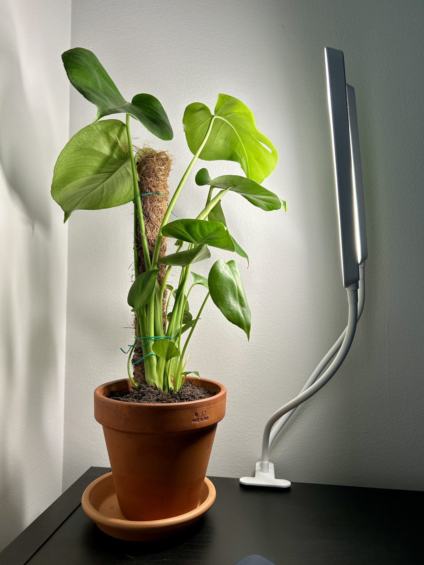 Monstera Plant under Grow Lights