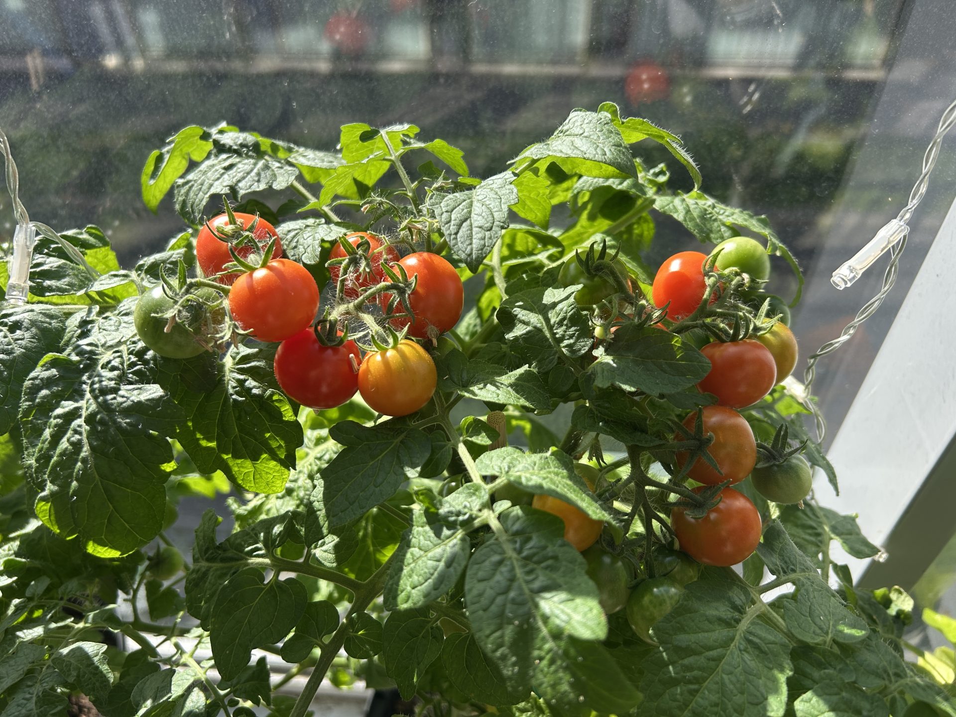 Tomato Plant