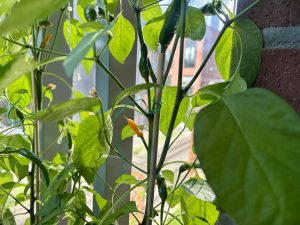 Capsicum chinense chili pepper grows directly to orange