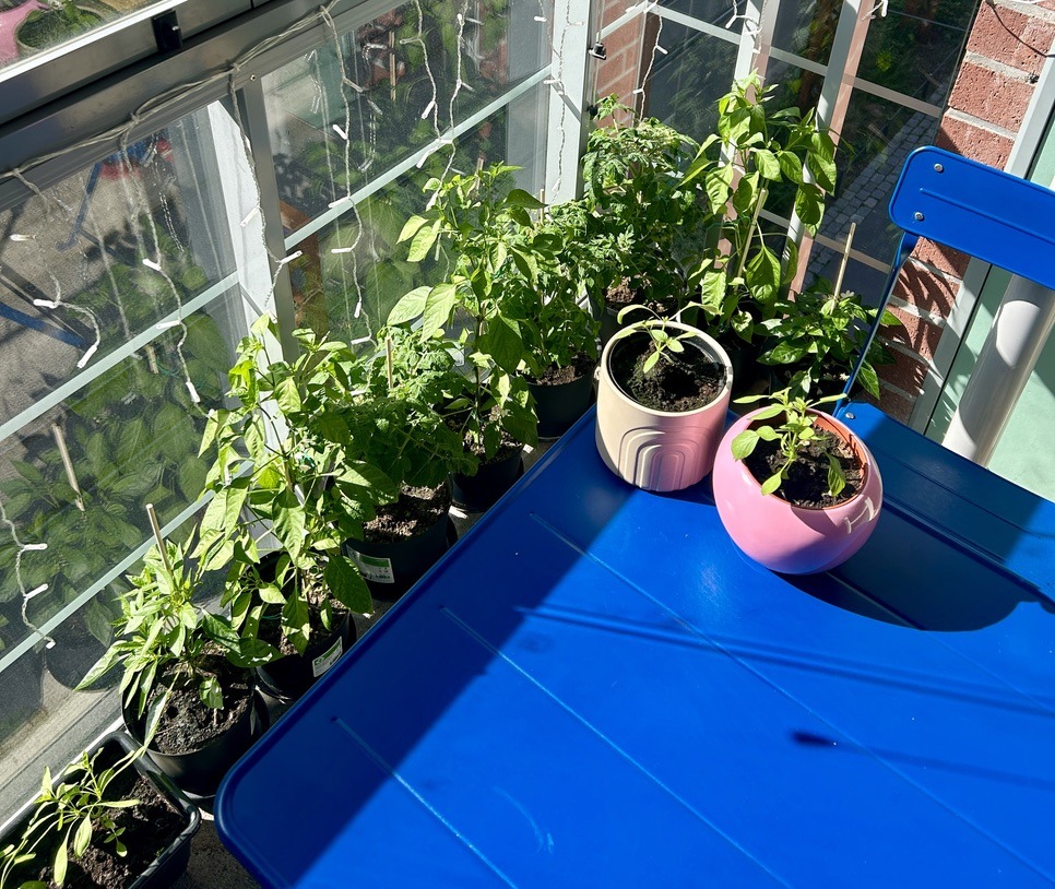 Pot plants on the balcony