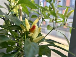 Capsicum annuum chili peppers ripening from green to orange on the plant