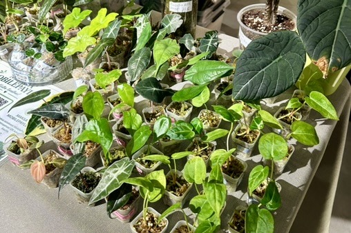 Small plants on a table in a Houseplant Mini Fair